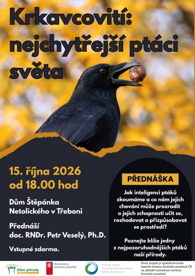 Krkavcovití – nejchytřejší ptáci světa