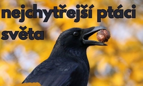 Krkavcovití – nejchytřejší ptáci světa