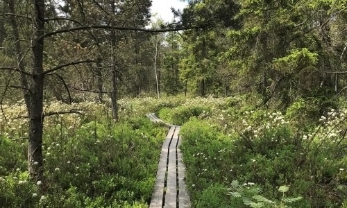 Rašeliniště Červené blato