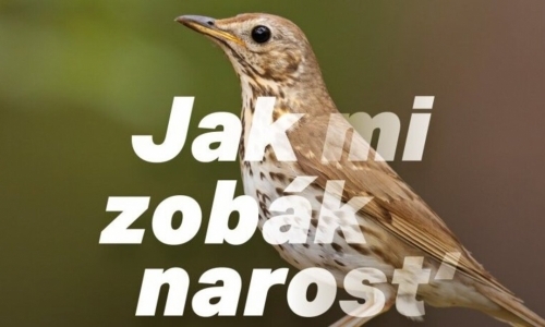Věda pro veřejnost: Jak mi zobák narosť