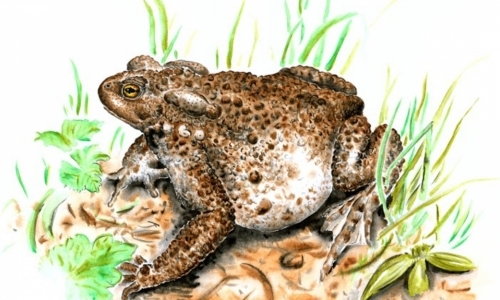 Obojživelná vycházka