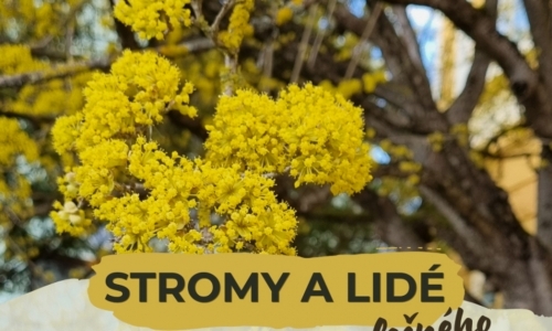 Stromy a lidé: Příběhy společného soužití