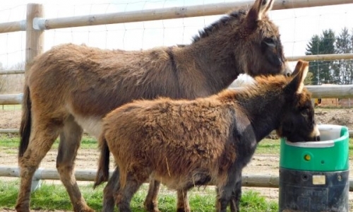 Zoo Apartmány Lhota